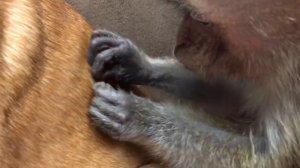 Monkey grooming a dog!