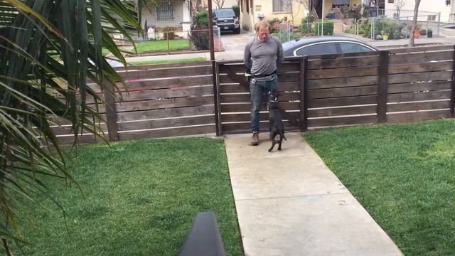 Lincoln practices recall in front yard (new distraction level) смотреть онлайн