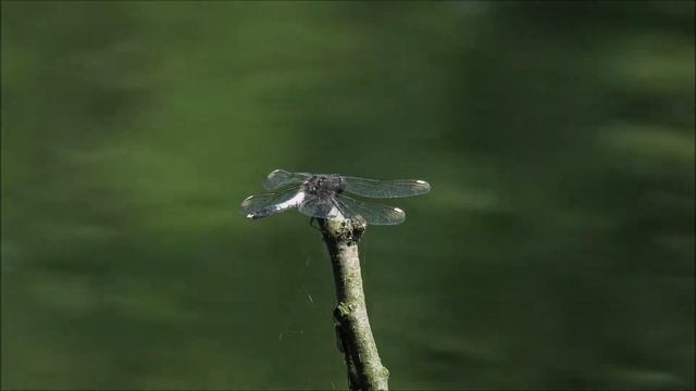 Male Lilypad Whiteface - Leucorrhinia caudalis - Sierlijke witsnuitlibel / Belgium / 28-5-2018 смотреть онлайн