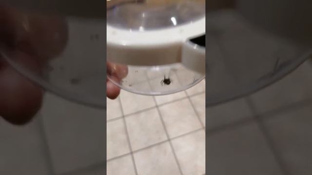 False Widow Spiders (Steatoda nobilis) смотреть онлайн