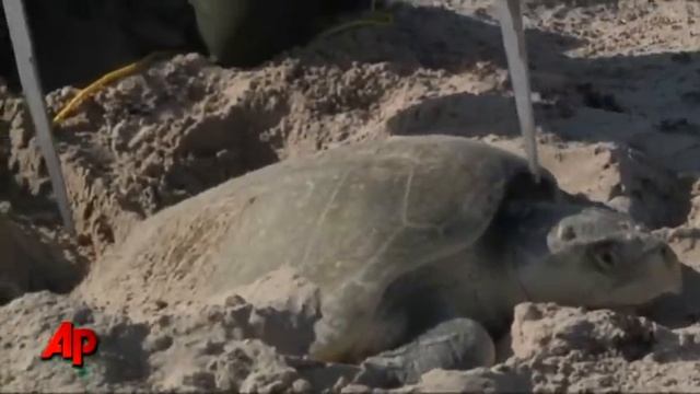 First Person: After Oil, Turtle Birth Fears
