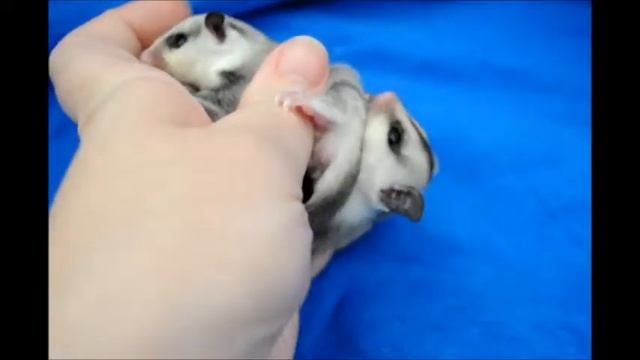 Tiramisu & S'mores смотреть онлайн