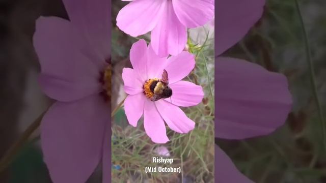 Rishyap; West Bengal #honeybee #rishyap #flowers #nature смотреть онлайн