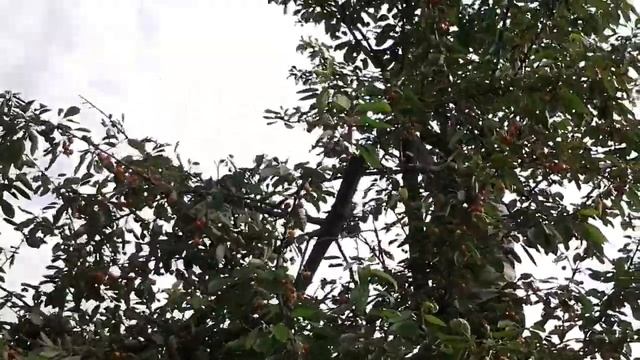 Четыре основных способа сбора черешни. смотреть онлайн