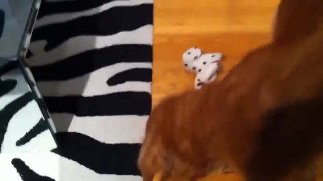 Quincy plays with two stuffed, toy dogs. смотреть онлайн