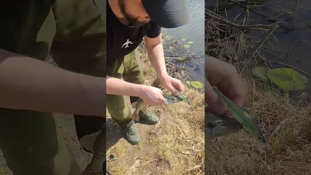 Моя первая щука Сезона 2023! 1 этап Турнира по ловле с лодок "НА КРЮЧКЕ" #олонгро #olongro_nsk смотреть онлайн