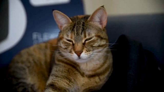 VREDINA LIFE. ПОСТАНОВА С КОТОМ? смотреть онлайн