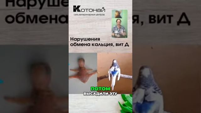 Как предотвратить болезни птенцов смотреть онлайн