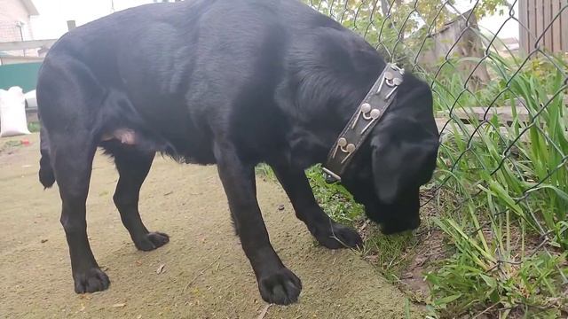 Лабрадор, мастино и французские бульдоги. Labrador, Mastino And French Bulldogs.