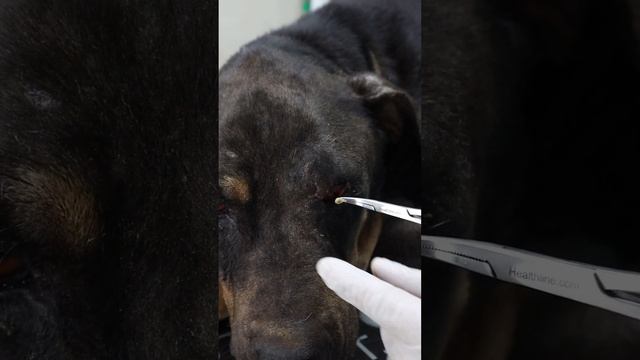 dog Tears 😭 смотреть онлайн