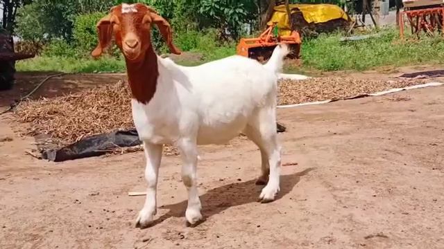 Bor Goat । Pure Blood Line । Now Available смотреть онлайн