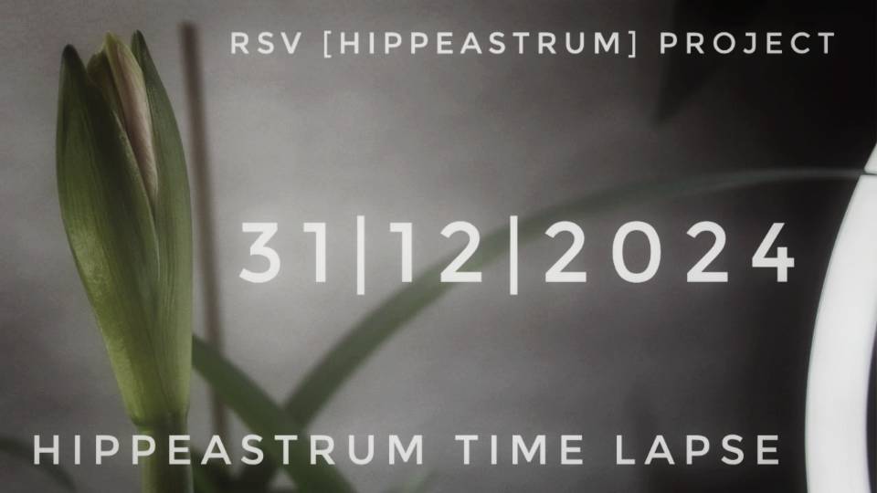 Hippeastrum Time Lapse | 31/12/2024