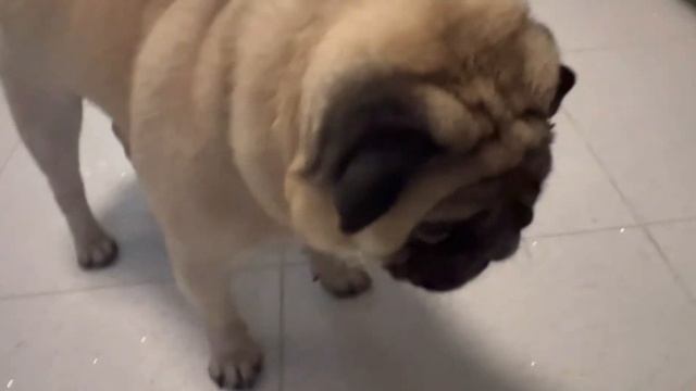 Мопс и сыр🧀Голодный Барни 🐶 смотреть онлайн