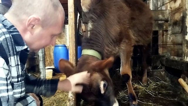 СКОТИНУ КОРМИМ ПО НОЧАМ смотреть онлайн