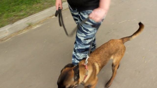 Как научить щенка не тянуть поводок смотреть онлайн