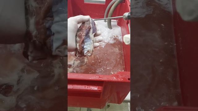 Ребра в/к #рецепт #копчениемяса  #еда #ребра  #елимясомужики