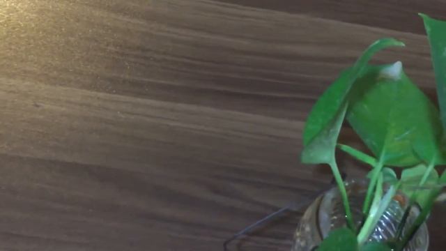 Grow money plant from single leaf | Grow indoor смотреть онлайн