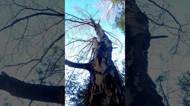🕖 измеряю давление в дереве смотреть онлайн