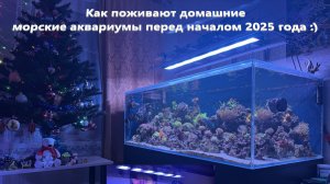 Мои домашние морские аквариумы