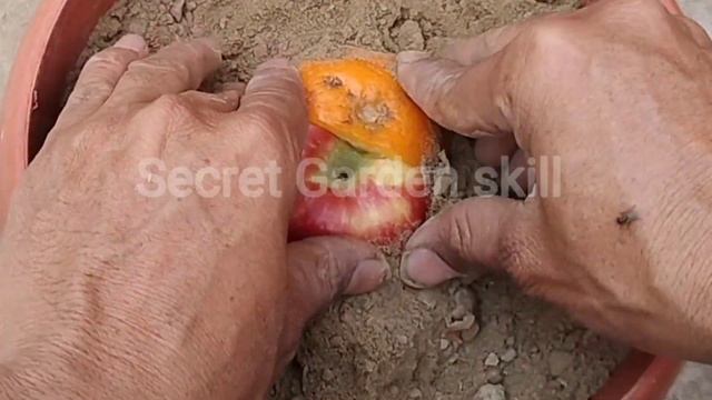 How to Grow a Single Tree Combination from Apple and Orange Fruit, How to Grafting смотреть онлайн