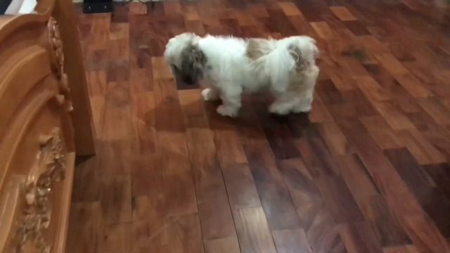 Shih Tzu chasing our Eufy Robovac смотреть онлайн