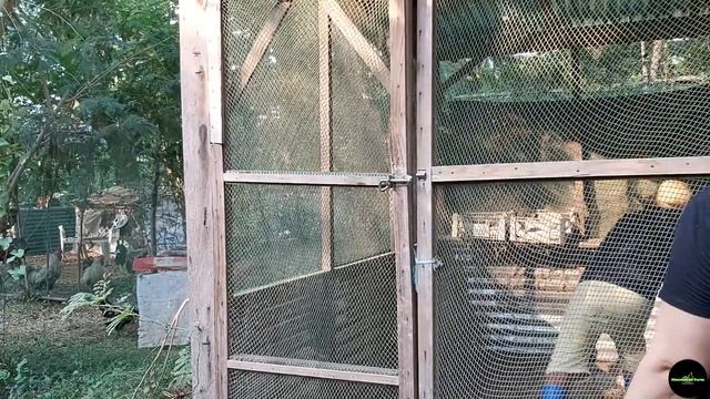 VLOG #79 | FREE RANGE CHICKEN: Update sa bagong kulungan | Anu ano kayang lahi ang nakalagay? смотреть онлайн