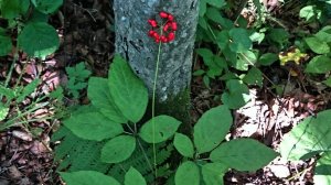 ЕСТЬ ЕЩЁ ЖЕНЬШЕНЬ В ПРИМОРСКОЙ УССУРИЙСКОЙ ТАЙГЕ. Дикорастущий женьшень Рanax.