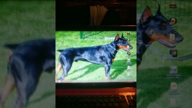 image doberman 03 s смотреть онлайн