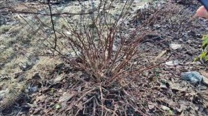 Обрезка весенняя спиреи🌸05. 04.2024