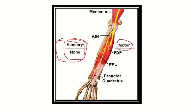 Anterior interosseous nerve MRCS question solve (CRACK MRCS) смотреть онлайн