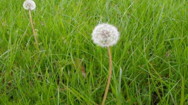 Dandelion parachute ball смотреть онлайн