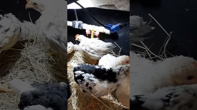 Растут петушки Далматинцы! #цыплята #chick #chicken #февраль #леггорн