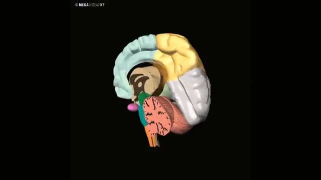 Human 3D, Эндо,05 Шишковидная железа смотреть онлайн