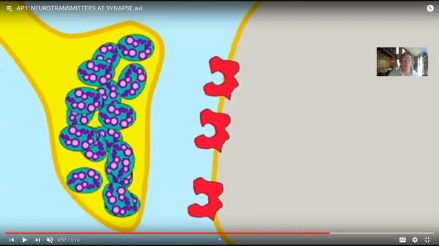 neurons: synapses & information processing смотреть онлайн