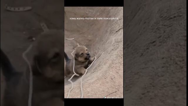 как люди могут поступить так с собакой у кого есть собака дома поставь лайк и кто их любит тоже лай смотреть онлайн