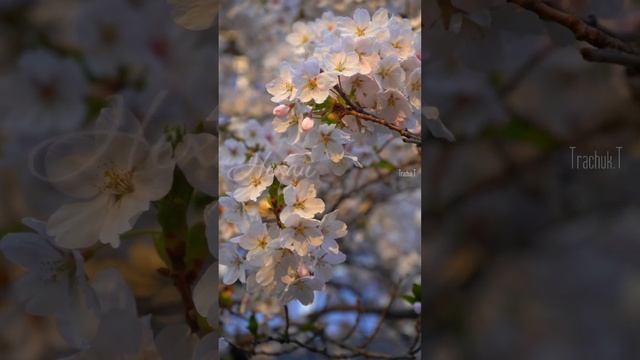 Доброго ранку!☀️Красиве побажання! Весняного настрою!🌸 Гарного дня! В душі весна... смотреть онлайн