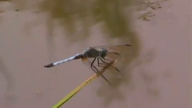 Dragonfly - Natural History 1 смотреть онлайн