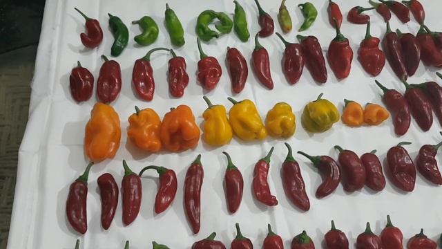 Red Marconi, Etiuda, Canary, Yellow Monster, Red Skin, Hungarian Hot Wax, Jalapeno, Hot Thai Pepper смотреть онлайн
