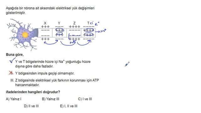AYT Biyoloji Soru Bankası Bölüm 1 Test 3 смотреть онлайн