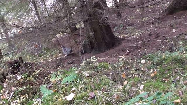 Рябчик проходит в полуметре от собаки... смотреть онлайн