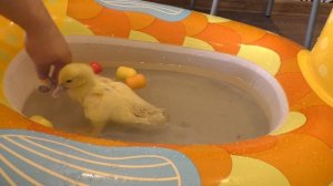 Живая капсула мультик для детей. НОВЫЕ СЕРИИ - утята в бассейне!