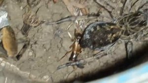 паук волк с паучками