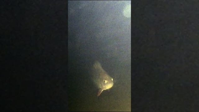 Когда Судачатники говорят подходов дохрена, а Судак не берёт! Вот ВИНОВНИК-это Окунь! #судакзимой смотреть онлайн