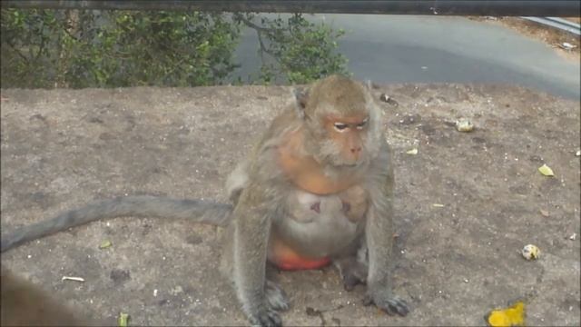 макака из салона красоты смотреть онлайн