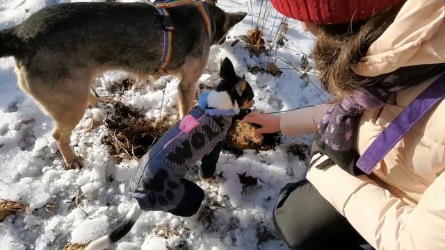 Гуляем с Йошей(1) смотреть онлайн