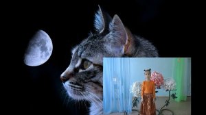 Песня: Кошка беспородная
