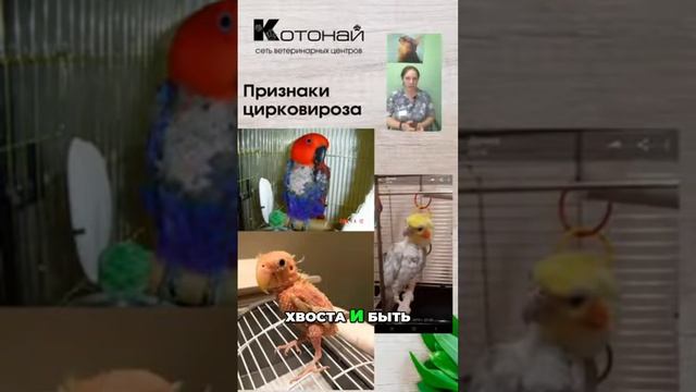 Цирковироз у попугаев смотреть онлайн