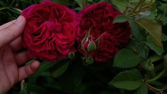 Ебб Тайд, Отелло, Вільям Шекспір Принц троянди, Ebb Tide, Othello, William Shakespeare, Prince rose смотреть онлайн