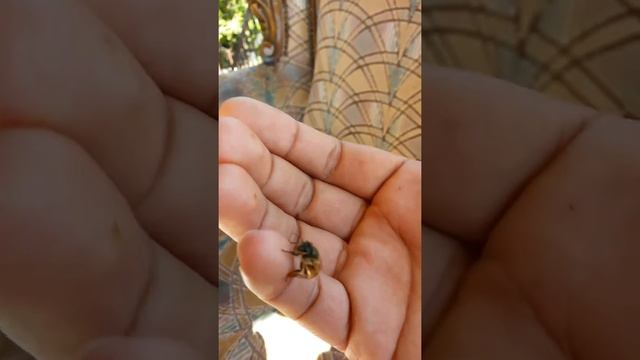 kafkas Ana Arı смотреть онлайн