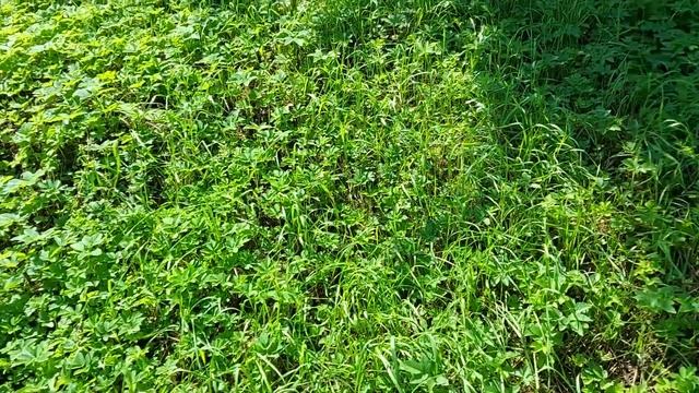 Поехали с Марком в село / Поїхали з Марком в село смотреть онлайн